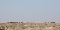 2018年2月24日，甘肃敦煌西湖国家级自然保护区工作人员在例行巡查时，在保护区疏勒河段与一个31峰的野骆驼大种群不期而遇，工作人员当即拍摄了难得的珍贵照片资料。　周春辉　摄 - 甘肃新闻