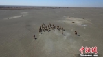 图为野骆驼大种群。　周春辉 摄 - 甘肃新闻