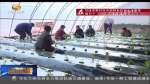 【三年决战奔小康】武山县：瞄准蔬菜产业 促农增收致富 - 甘肃省广播电影电视