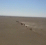 敦煌西湖自然保护区首现野骆驼大种群 - 甘肃省广播电影电视