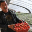 图为春节后，甘肃宕昌哈达铺镇玉岗村草莓大棚新丰收的草莓。　杨艳敏 摄 - 甘肃新闻