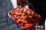 每日新摘的草莓供不应求。　杨艳敏 摄 - 甘肃新闻