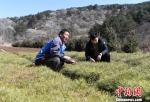 3月上旬，林木育苗员张小峰(左)和他的儿子张旭忙碌在露天苗圃地里。　杨艳敏 摄 - 甘肃新闻