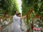 平凉“取经”欧盟种植技术 打造中国高端果蔬品牌 - 甘肃新闻