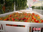 平凉“取经”欧盟种植技术 打造中国高端果蔬品牌 - 甘肃新闻