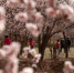 资料图。2016年4月，游客在敦煌市月牙泉镇月牙泉村的李广杏园中赏花。　张晓亮 摄 - 甘肃新闻