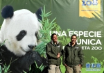 马德里动物园的“熊猫姐妹” - 人民网