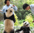 广州：双胞胎大熊猫断母乳 迈出独立生活第一步 - 人民网