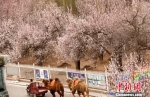 资料图：每年春暖花开季节，敦煌市月牙泉村成片的杏花开放，村民为游客拉骆驼赏杏花。　张晓亮 摄 - 甘肃新闻