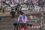 4月1日，敦煌举办李广杏花节，身着汉服的学生进行古琴演奏。周宏霖 摄 - 甘肃新闻