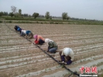 开春时节，甘肃敦煌市乡镇村民在田间安置滴灌带。　钟欣 摄 - 甘肃新闻