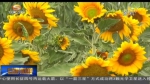 环县：轮作休耕 保生态养地力 - 甘肃省广播电影电视