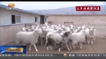 【三年决战奔小康】陇西：打造肉羊产业品牌 助推农户精准脱贫 - 甘肃省广播电影电视