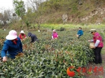 清明时节采茶忙 碧口古镇茶飘香（组图） - 中国甘肃网