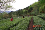 【脱贫路上的故事（4）】侯成强：遍种“生态茶” 谱写扶贫“大文章”（图文+视频） - 中国甘肃网
