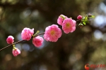 花开甘肃高校之西北师范大学篇|学子笑语伴花艳   一抹春色暗香来 （组图） - 中国甘肃网