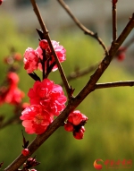 花开甘肃高校之西北师范大学篇|学子笑语伴花艳   一抹春色暗香来 （组图） - 中国甘肃网