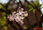 花开甘肃高校之西北师范大学篇|学子笑语伴花艳   一抹春色暗香来 （组图） - 中国甘肃网