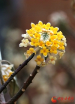 花开甘肃高校之西北师范大学篇|学子笑语伴花艳   一抹春色暗香来 （组图） - 中国甘肃网