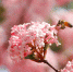 小西湖公园，丁香繁盛热烈，香气浓郁袭人，引来蜜蜂花间采蜜。 - 人民网
