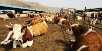 农行金融“造血” 通渭畜草产业带热“牛”经济 - 人民网