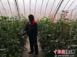 图为教场村村民李翻龙在检查大棚里辣椒的长势。作为经营大户，他经营了12个蔬菜大棚，加入了当地的种植合作社，帮助周边村民脱贫。 - 甘肃新闻