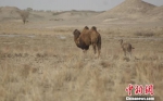 图为野骆驼“扬扬”带着她的“驼宝宝”。　何东 摄 - 甘肃新闻