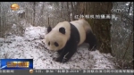 甘肃白水江国家级自然保护区野生大熊猫增添新成员 - 甘肃省广播电影电视