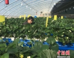 图为日光温室大棚内草莓种植场景。　张婧 摄 - 甘肃新闻