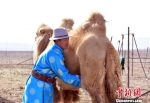 　　甘肃省肃北县牧民西尼扣家几代人都是养驼驯驼的好手。到他这一代，把成家时分到的30峰骆驼养到了现在的100多峰，而且越养越有信心。图为西尼扣挤驼奶。　曹雪梅 摄 - 甘肃新闻