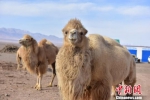 图为萌萌的骆驼。　曹雪梅 摄 - 甘肃新闻
