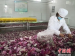 近年来，临洮县将牡丹深加工，开发出了牡丹酒、牡丹醋等一系列产品。图为酒厂工人正在挑拣牡丹花瓣。　杜萍 摄 - 甘肃新闻