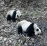 图为甘肃白水江国家级自然保护区内红外相机拍摄到的野生大熊猫母子。　甘肃白水江国家级自然保护区 摄 - 甘肃新闻