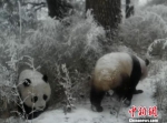 图为野生大熊猫“抢镜”。　甘肃白水江国家级自然保护区 摄 - 甘肃新闻