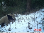 图为红外相机拍摄到的野生大熊猫。　甘肃白水江国家级自然保护区 摄 - 甘肃新闻