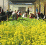 图为兰州一小学里同学们体验“蔬菜种植课堂”。(资料图) 刘玉桃 摄 - 甘肃新闻