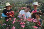 临安：美丽花卉网上卖 - 中国甘肃网