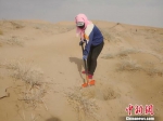 图为2018南5月上旬，民勤沙漠上压沙的女人。　南如卓玛 摄 - 甘肃新闻