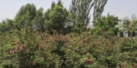 目前，永登县苦水玫瑰种植面积达到11.5万亩，种植以苦水镇为主，辐射带动周边8个乡镇，玫瑰鲜花年产量2460万公斤。　杜萍 摄 - 甘肃新闻