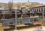 甘肃兰州市榆中县大涝池村的梁生财正在给肉驴添加草料。　牛海龙 摄 - 甘肃新闻