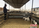 瓜州县农产品综合交易市场建成4处标准化养殖小区。　张婧 摄 - 甘肃新闻