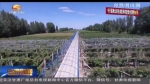 金塔县小葡萄“串”起大产业 - 甘肃省广播电影电视