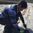 甘肃天水市武山县桦林镇寨子村农民闫福龙正在查看架豆生长情况。　艾庆龙 摄 - 甘肃新闻