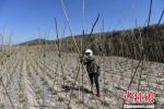 图为武山县桦林镇寨子村村民打理种植的架豆。杨艳敏 摄 - 甘肃新闻