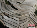 航拍镜头下武山县桦林镇寨子村种植的架豆面积已初具规模。杨艳敏 摄 - 甘肃新闻