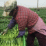 图为工人们正在按照要求采收蔬菜。　郭蓉 摄 - 甘肃新闻
