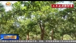 【三年决战奔小康】景泰：祖孙三代果农的“致富梦” - 甘肃省广播电影电视