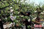 图为甘肃清水县果农正在为苹果树喷洒营养液。(资料图) 贾国江 摄 - 甘肃新闻