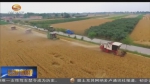 麦浪来袭！庆阳百万亩小麦迎丰收 - 甘肃省广播电影电视