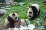 澳门大熊猫“健健”“康康”迎来2周岁生日 - 人民网